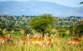 Africa Safari Serengeti Ikoma - Wildebeest Migration Now Arrived!