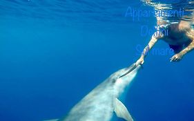 Appartamento delfino azzurro
