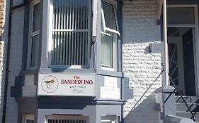 The Sanderling