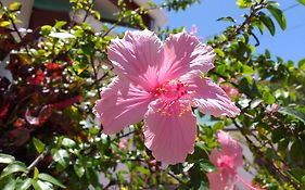 Hibiscus Insel La Digue
