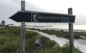 Rhincodon Typus