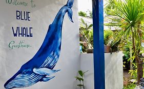 Blue Whale Guesthouse