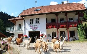 Alpaca-village Lauterbach (baden-wurttemberg)