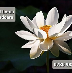 Night Lotus photos Exterior