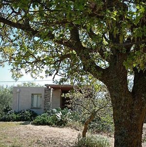 Cottage Amidst Vines And Oak Trees photos Exterior