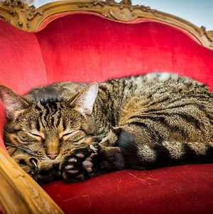 Kissakahvila Purnauskis - Spend A Night With Cats photos Exterior
