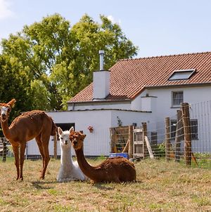 Alpaca Farm "De Lentschoorhoeve" photos Exterior