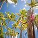 Hyatt Regency Waikiki Beach Resort & Spa pics,photos